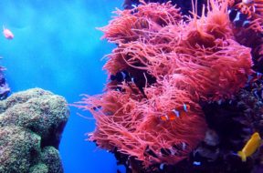 ArrecifeAlacranes_Corales