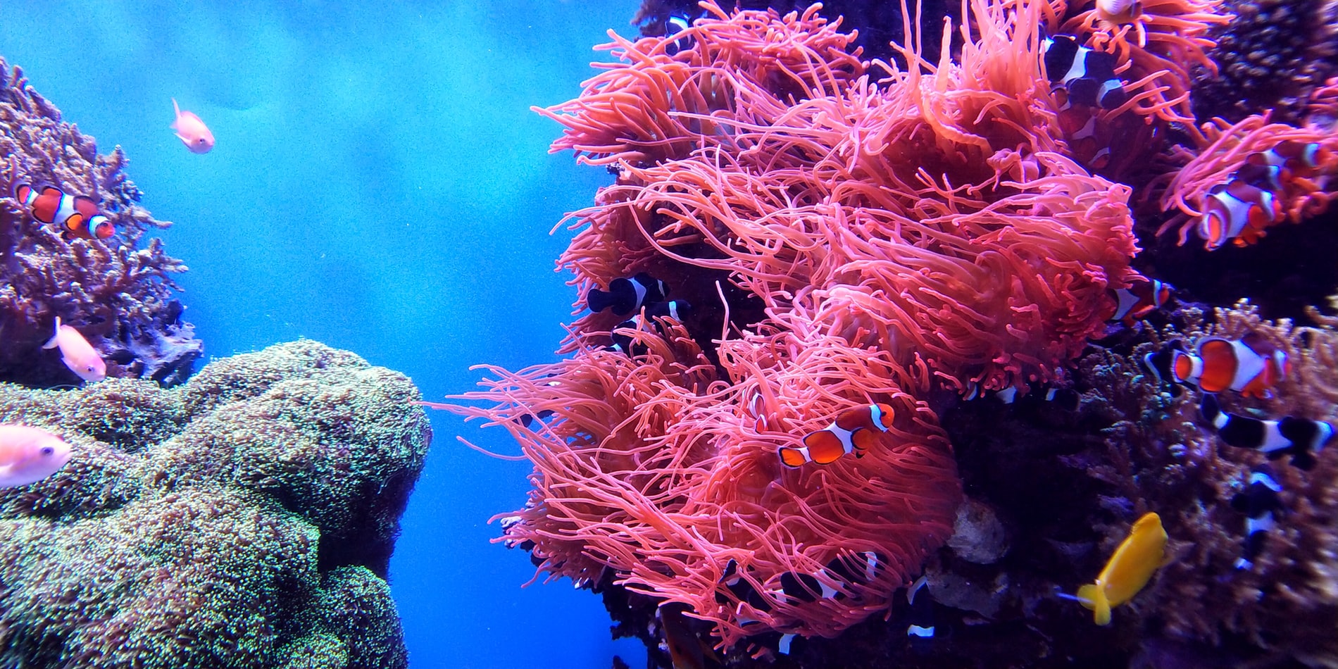 Arrecife Alacranes: 5 razones para visitarlo si te gusta bucear