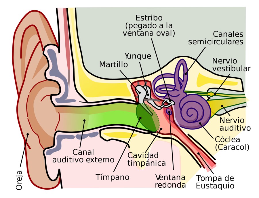 Partes del oído.