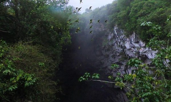 Sótano de las Huahuas_portada