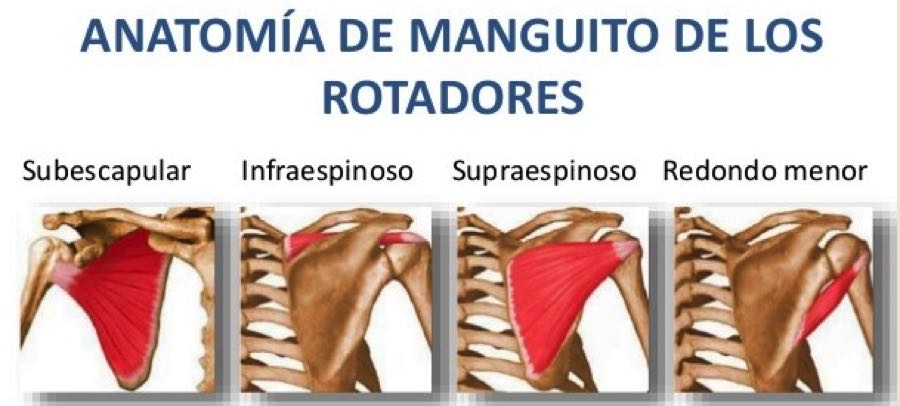 Anatomía de los manguito rotadores, hombros.