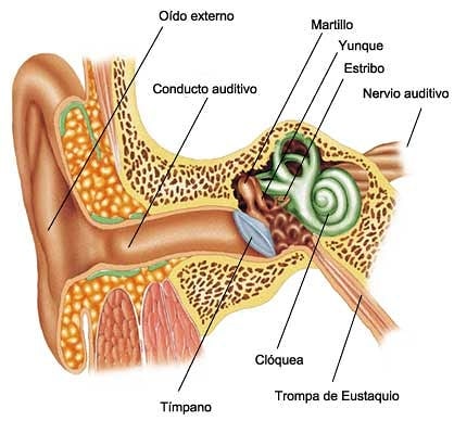 Anatomía del oido.