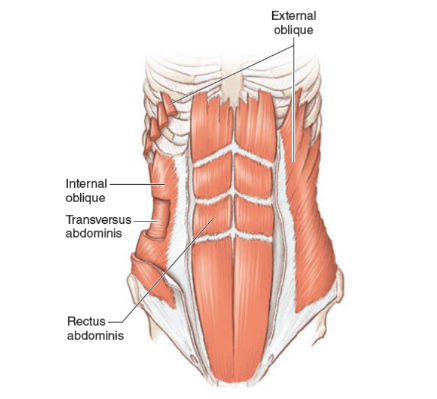 Core: recto abdominal, Transverso abdominal, oblicuo interno y externo. 