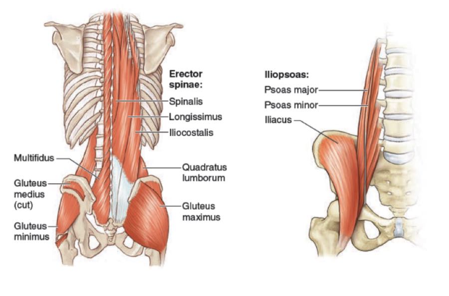 Core: músculos del core en la parte posterior y frontal del cuerpo.