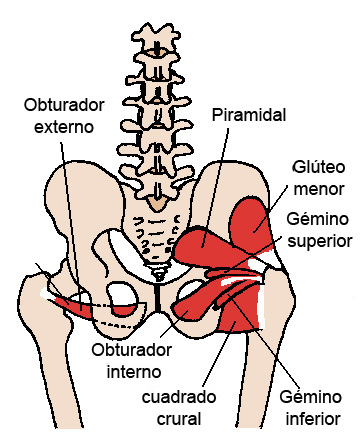 Core: músculos rotadores de cadera. 
