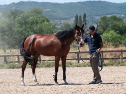 Seguro-para-caballos-deportivos_4