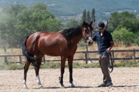 Seguro-para-caballos-deportivos_4