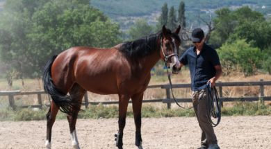 Seguro-para-caballos-deportivos_4