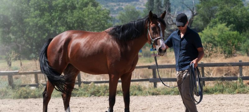 Seguro-para-caballos-deportivos_4